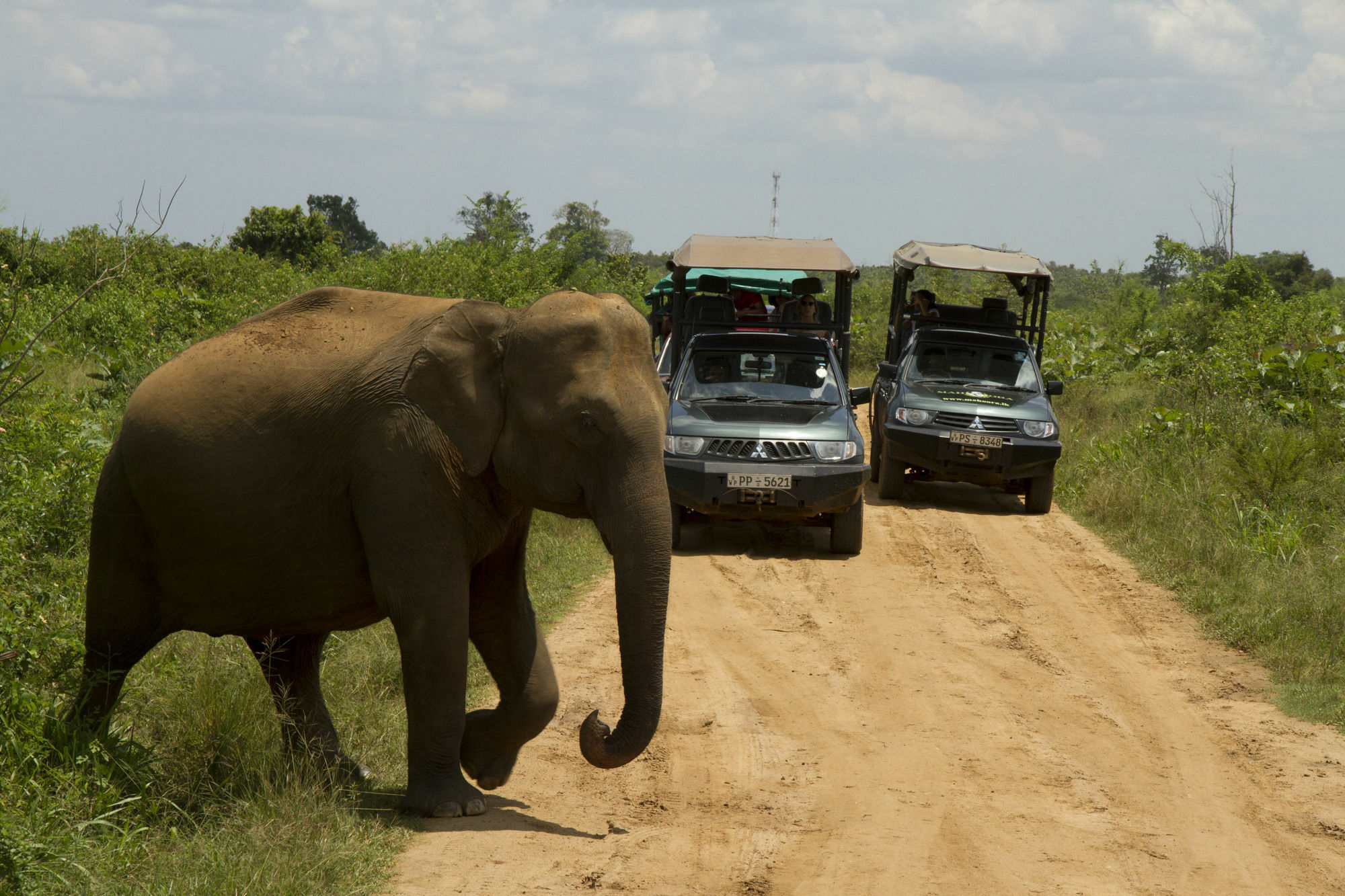 Mahoora Tented Safari Camp אודוואלאווה מראה חיצוני תמונה